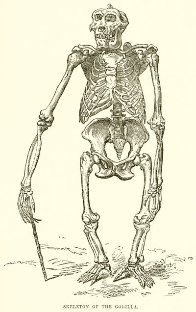 Goril İskeleti by English School