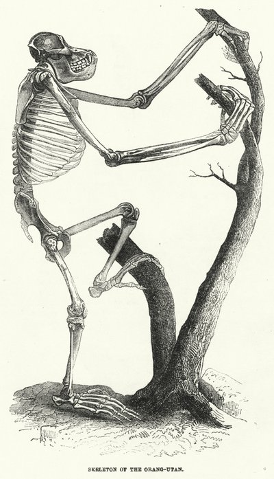 Orang-Utan İskeleti (gravür) by English School