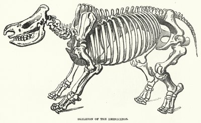 Gergedan İskeleti (gravür) by English School