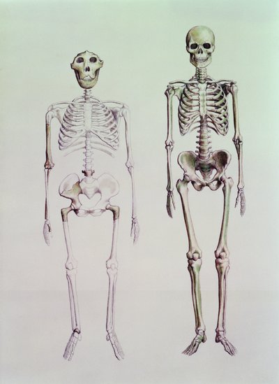 Australopithecus Boisei ve Homo Sapiens
