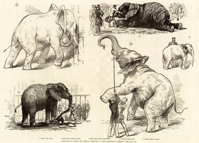Afrika fili Jumbo