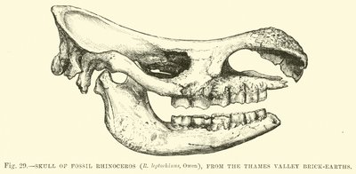 Thames Vadisi Tuğla Topraklarından Fosil Gergedan Kafatası (R leptorhinus, Owen), by English School
