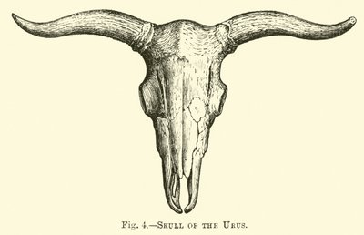 Urus