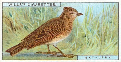 Sky-Lark by English School