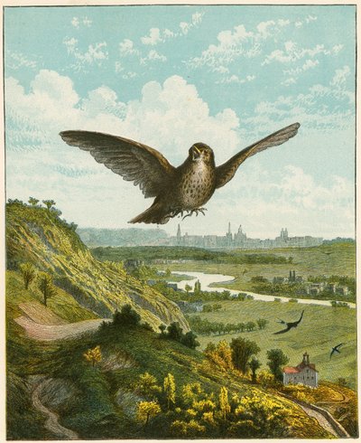 Gökkuşağı by English School