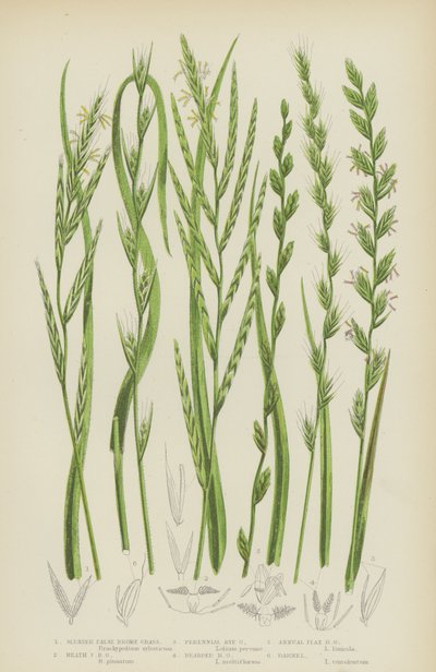 Slender False Brome Grass, Heath False Brome Grass, Perennial Rye Grass, Bearded Rye Grass (renkli lito) by English School