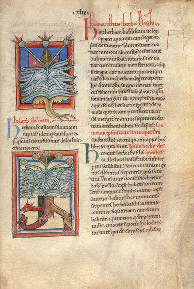 Sloane Bayan 1975 fol.48 Herb Bazilikası by English School