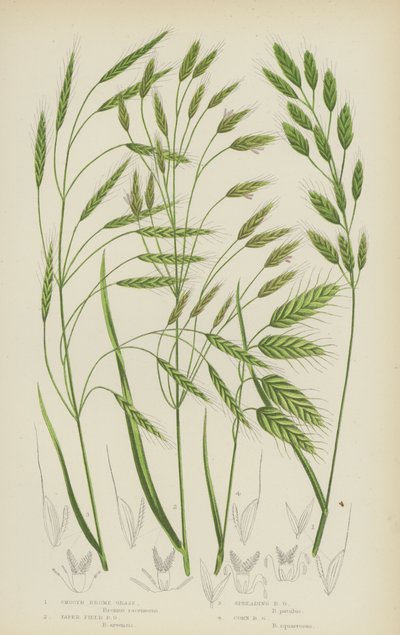 Düz Brome Çimi, Konik Tarla Brome Çimi, Yayılan Brome Çimi, Mısır Brome Çimi (renkli lito) by English School