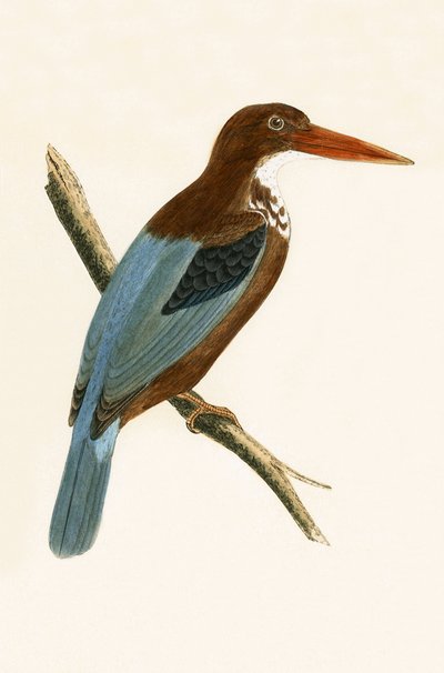 Smyrna Kingfisher, Charles Robert Bree (1811-86) tarafından 