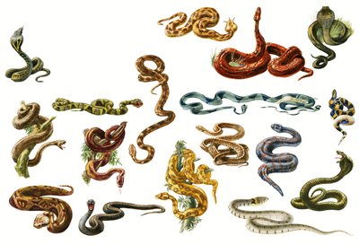 Yılanlar by English School