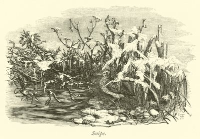 Su çulluğu by English School