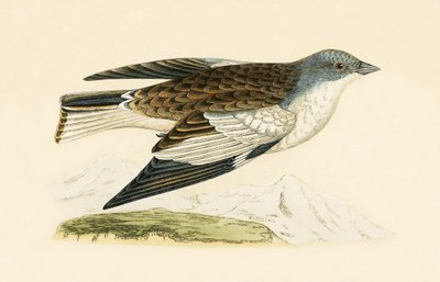 Kar Finch, Charles Robert Bree (1811-86) tarafından 