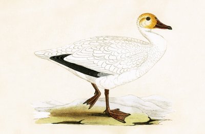 Kar Kazı, Charles Robert Bree (1811-86) tarafından 