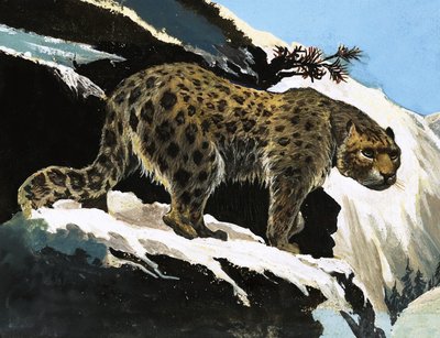 Kar Leoparı by English School