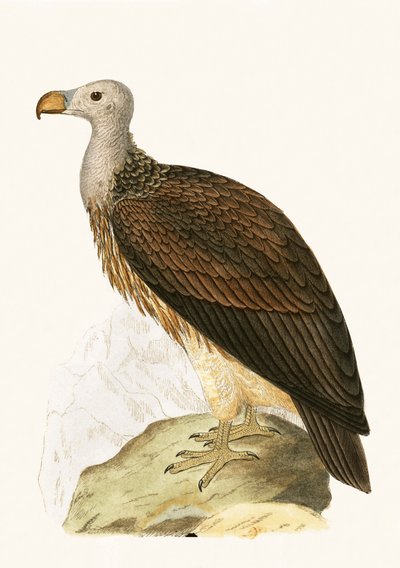 Sosyal Akbaba, Charles Robert Bree (1811-86) tarafından yayınlanan 