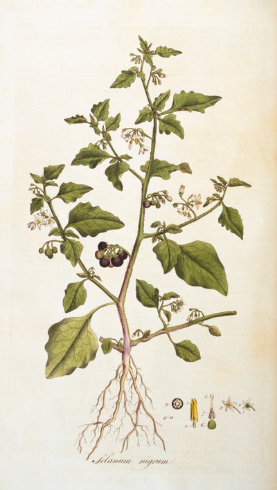 Solanum nigrum [gece gölgesi], William Curtis tarafından Flora Londiniensis [Londra Çiçekleri]'nden bir çizim, 1777-98'de yayınlandı (renkli gravür) by English School