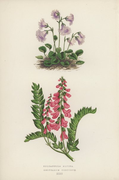 Soldanella Alpina; Hedysarum Obscurum (renkli lito) by English School