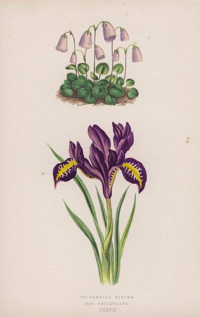 Soldanella Minimum; İris Reticulata (renkli taş) by English School
