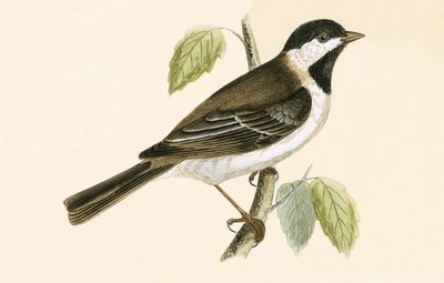 Sombre Tit, Charles Robert Bree (1811-86) tarafından 