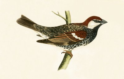 İspanyol Serçesi, Charles Robert Bree (1811-86) tarafından yazılan 