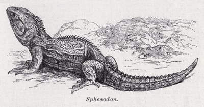 Sfenodon (lito) by English School