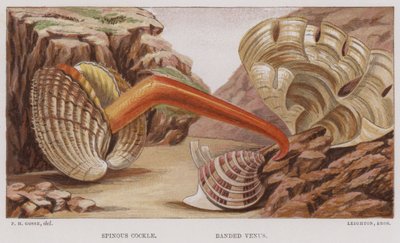 Dikenli Cockle, Bantlı Venüs (renkli lito) by English School