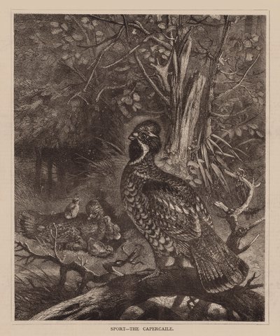 Spor, The Capercaile (gravür) by English School