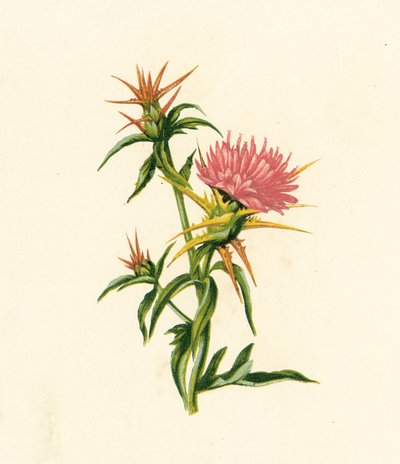Yıldız Devedikeni, Centaurea Calcitrapa (renkli lito) by English School