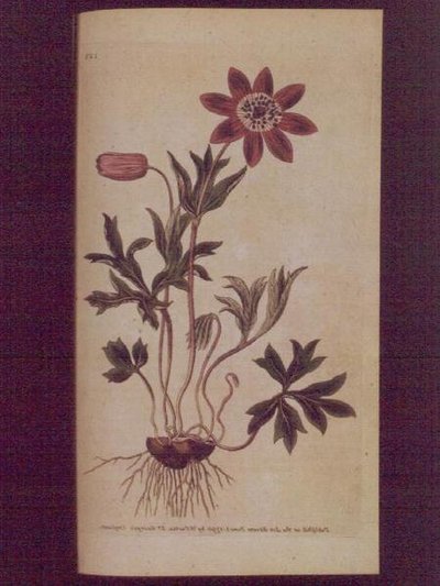 Yıldız Anemone (Anemone hortensis), William Curtis