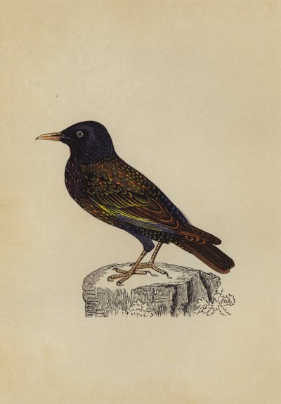 Starling (renkli taş) by English School