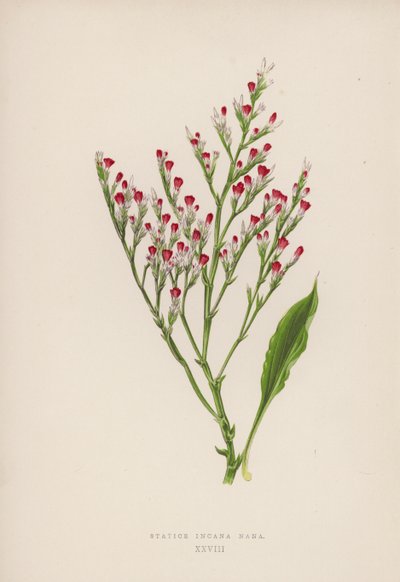 Statice Incana Nana (renkli lito) by English School
