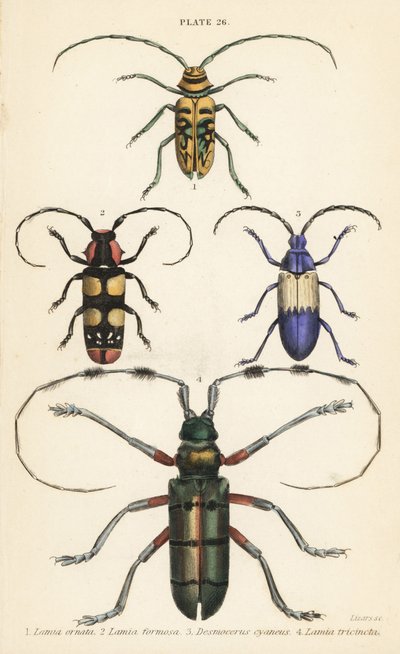 Sternotomis güzel 1, Tragocephala formosa 2, mürver kurdu, Desmocerus palliatus 3 ve Thysia wallichii 4 by English School