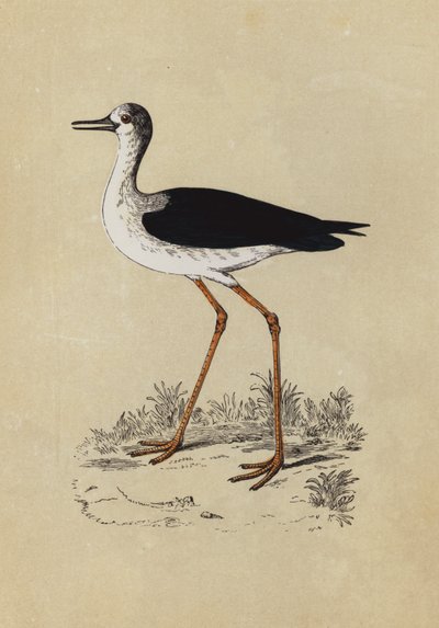 Stilt Plover (renkli lito) by English School