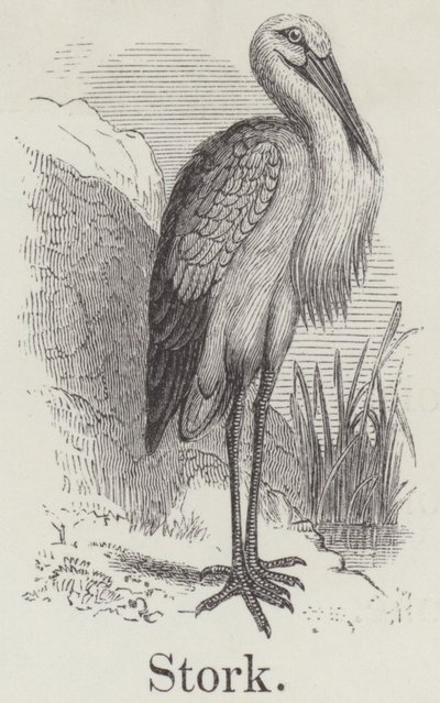Leylek (gravür) by English School
