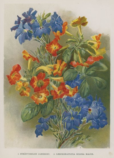 Streptosolen Jamesonii, Lechenaultia Biloba Major by English School