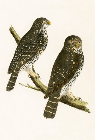 Strix Pusilla, Charles Robert Bree (1811-86) tarafından 