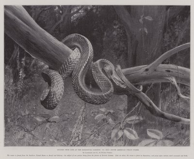 Zoolojik Bahçelerde Yaşamdan Çalışmalar, Güney Amerika Corais Snake (lito) by English School