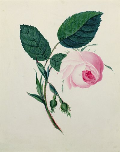 Pembe Gül Çalışması, c.1820 (kağıt üzerinde wc) by English School
