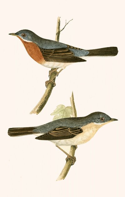 Sub Alpine Warbler, Charles Robert Bree (1811-86) tarafından 