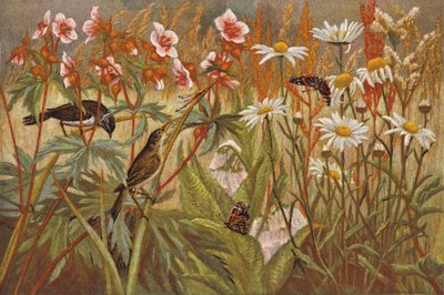 Yaz (chromolitho) by English School