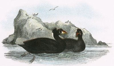 Sörf Scoter