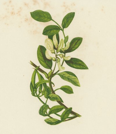 Tatlı Süt Fiğ, Astragalus Glyciphyllus (renkli lito) by English School