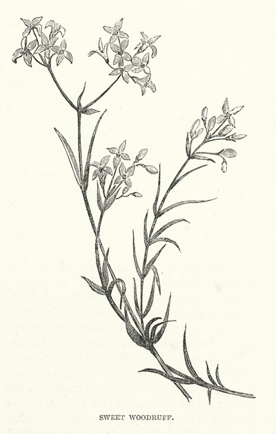 Sweet Woodruff (gravür) by English School