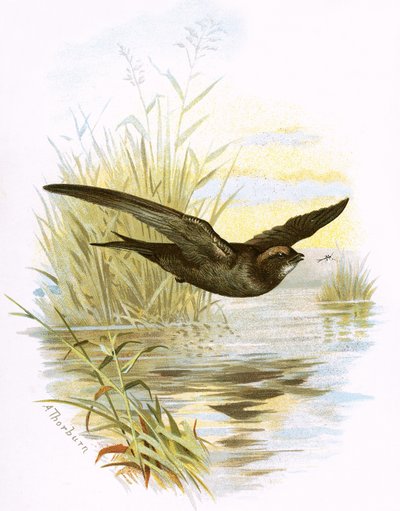 Süratli by English School