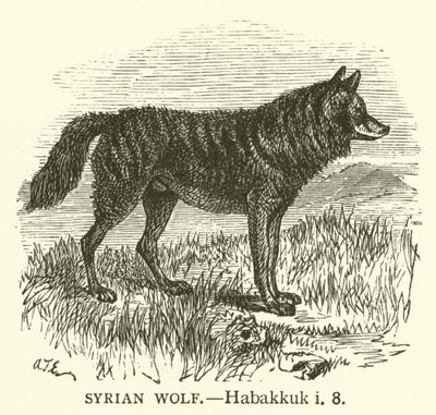Suriye Kurdu, Habakkuk, ben, 8 (gravür) by English School