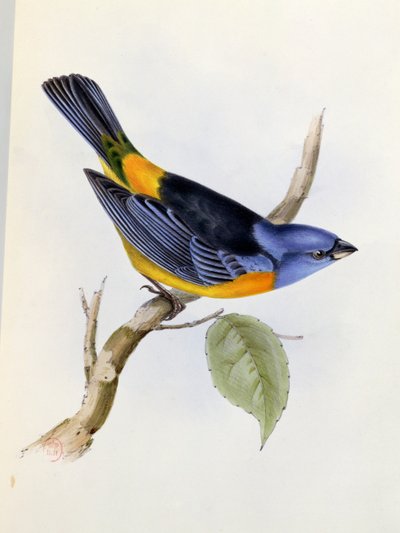 Tanagra Darwini, The Zoology of the Voyage of H.M.S.
