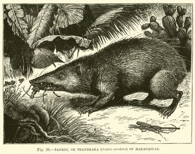 Madagaskar Tanrec veya Trandraka (Centetes ecaudatus) by English School