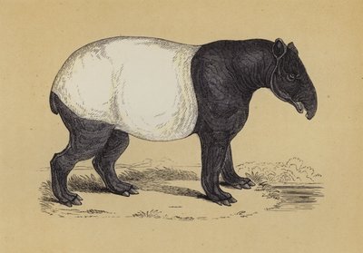 Tapir (renkli taş) by English School