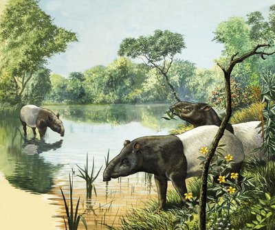 Tapirler, Nature