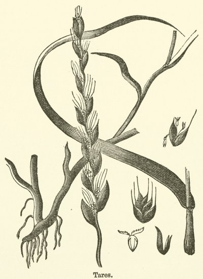 Dara (gravür) by English School